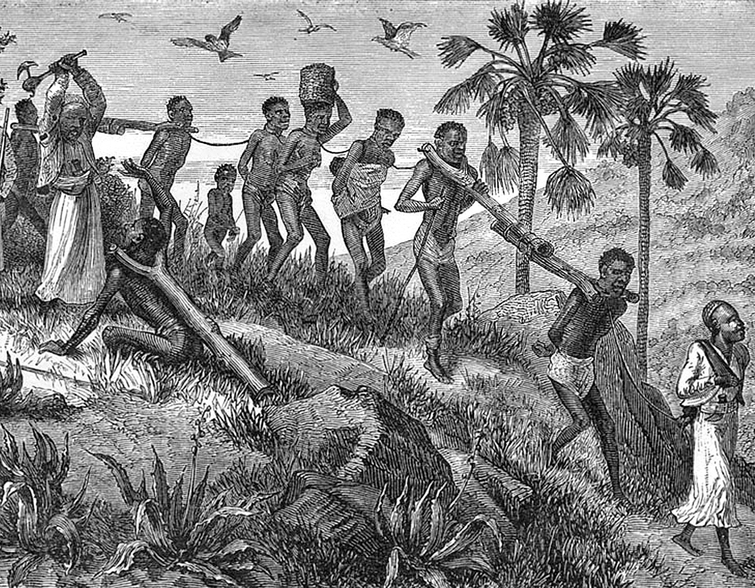 Tillfångatagna afrikanser som drivs fram genom djungeln av slavjägare.