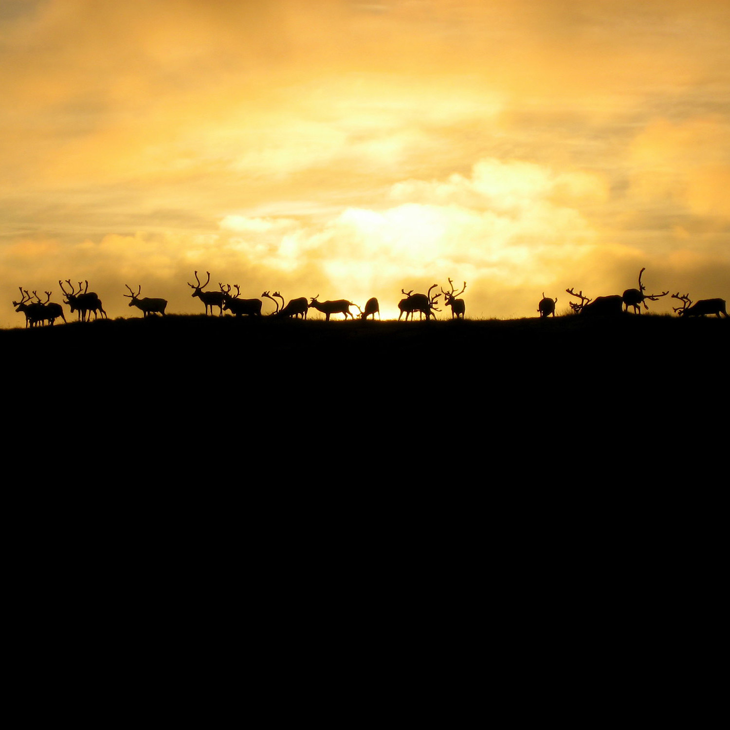 Renar på en hed i solnedgång.