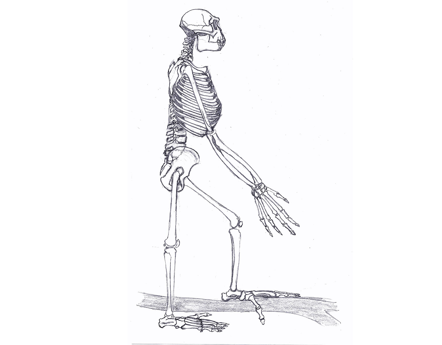 Ritning på ett skelett.