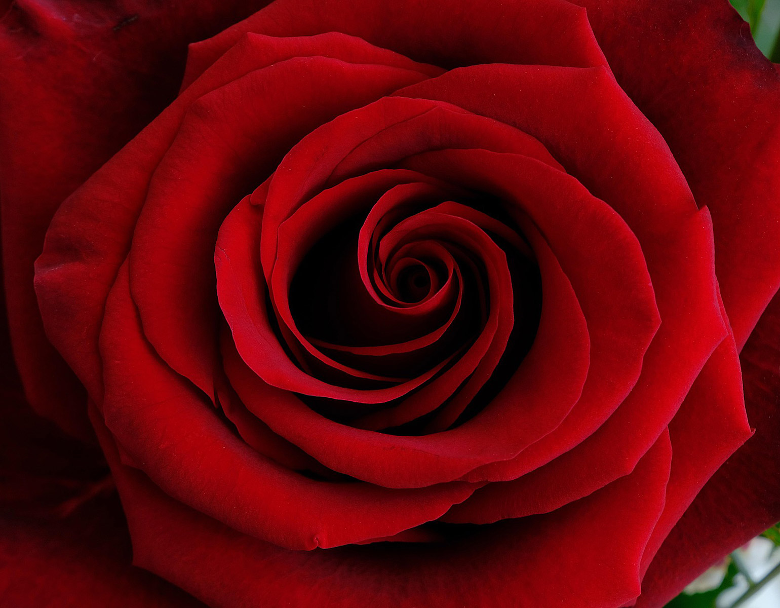 En röd ros i närbild.