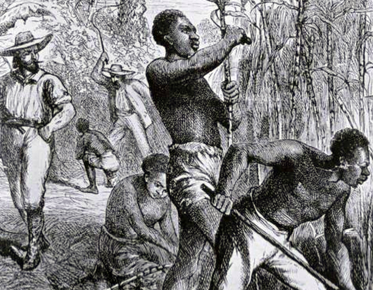 Slavar som arbetar under bevakning på en sockerrörsplantage.