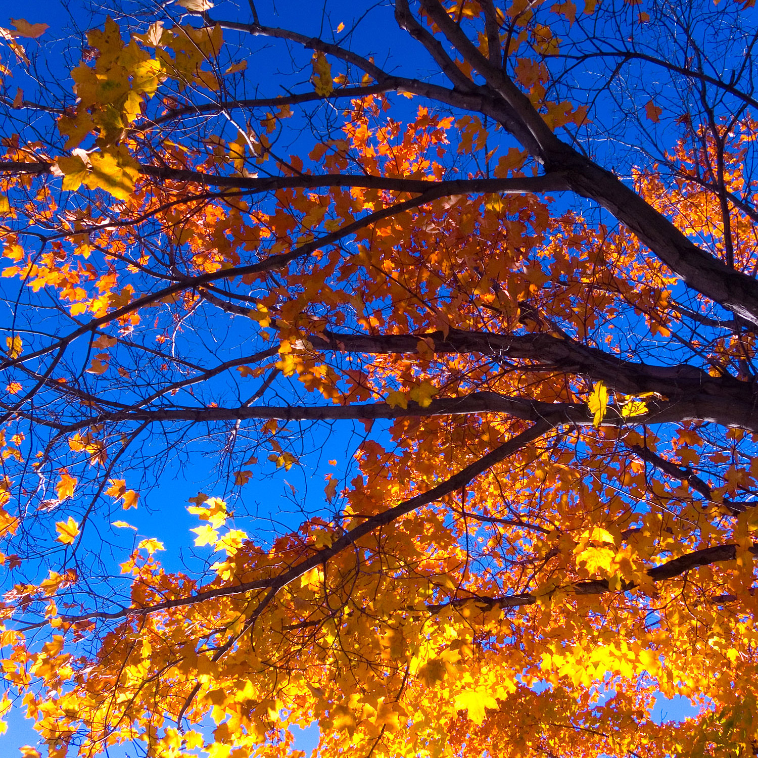 Träd med höstlöv.