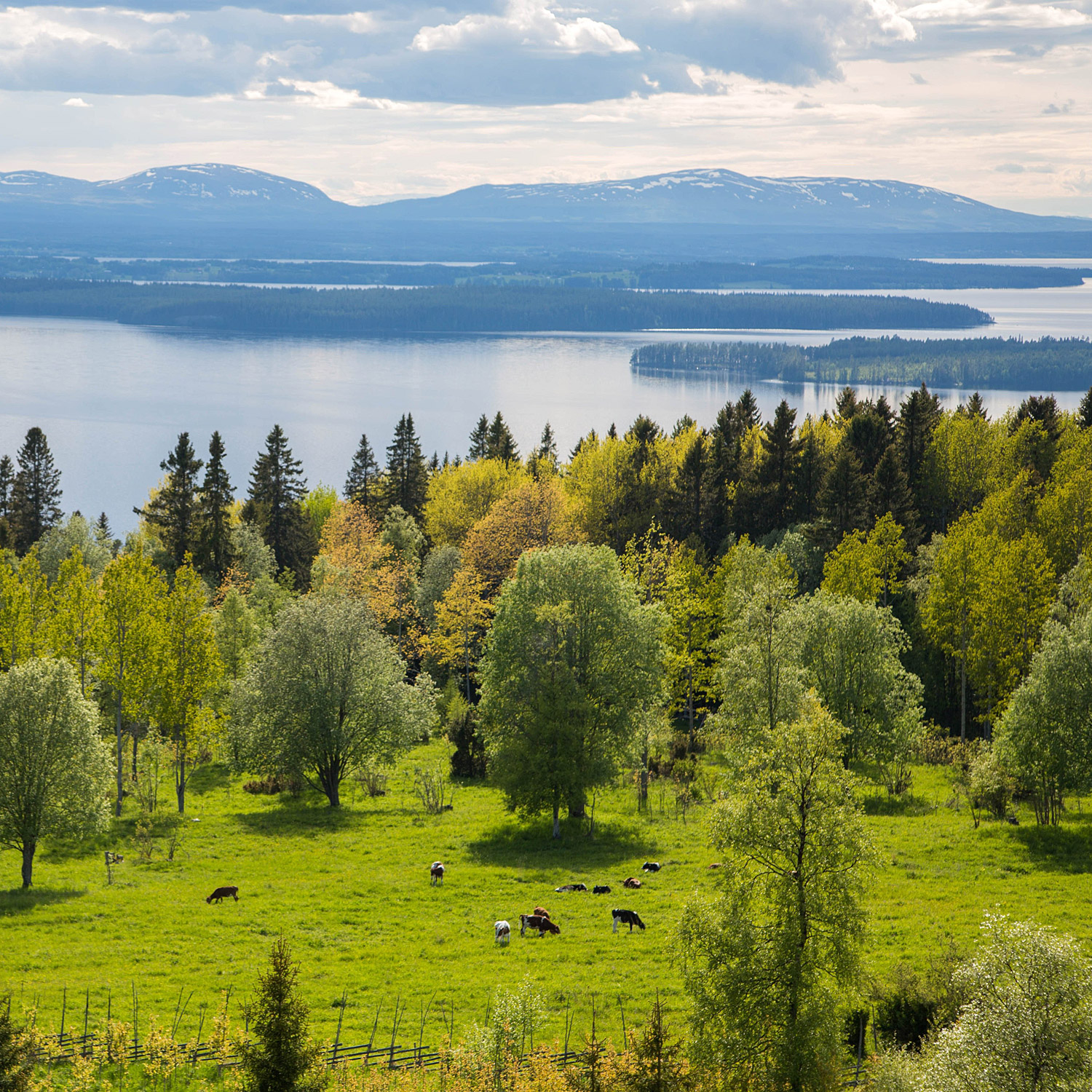 Vy över skog, sjö och berg.